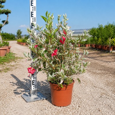 Pianta Hibiscus Rosa-Sinensis variegata - Cespugli fioriti