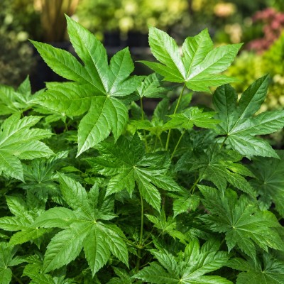 aralia