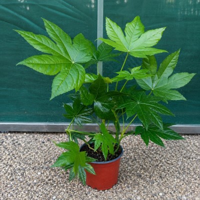 Pianta Aralia - Piante da esterno
