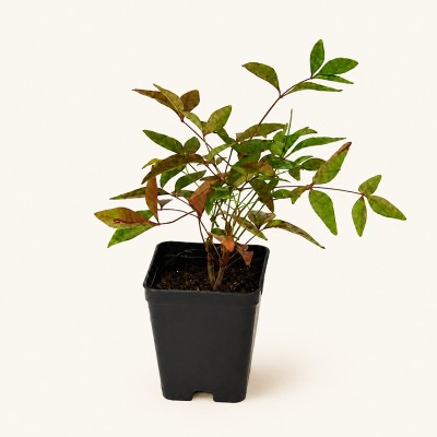Nandina