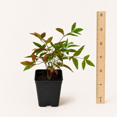 40pz Nandina Domestica - Piante da Ricoltivare