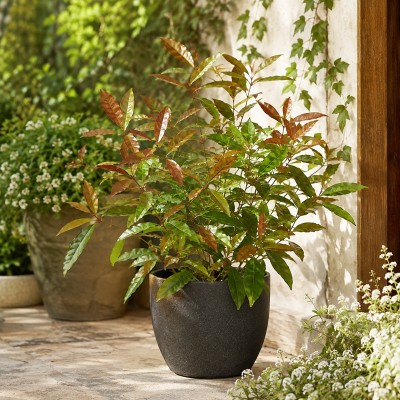 40pz Nandina Domestica - Piante da Ricoltivare