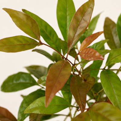 40pz Nandina Domestica - Piante da Ricoltivare