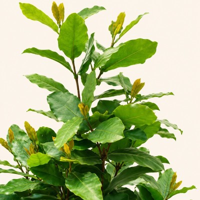 Ixora