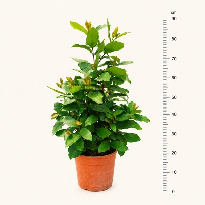 ixora coccinea