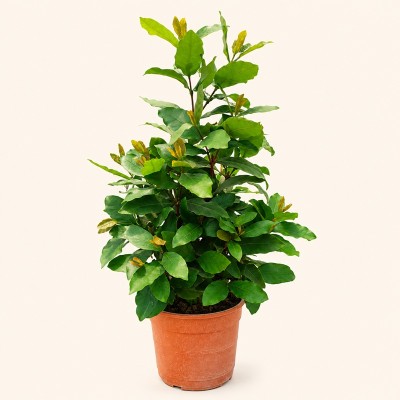 ixora pianta