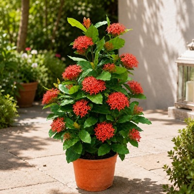Pianta Ixora Coccinea - Cespugli fioriti