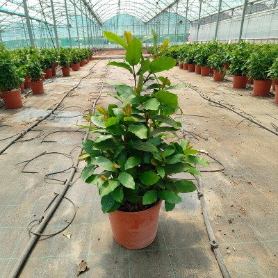 Pianta Ixora Coccinea - Cespugli fioriti