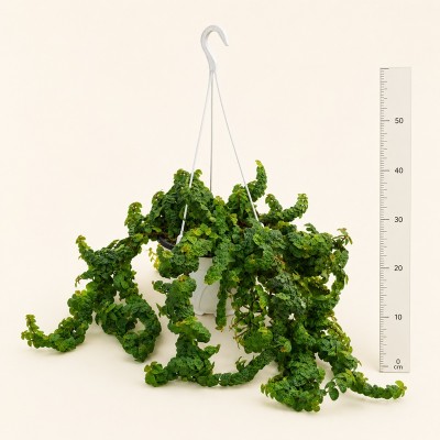 Pianta Ficus Repens - Piante tappezzanti