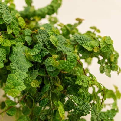 ficus repens rampicante