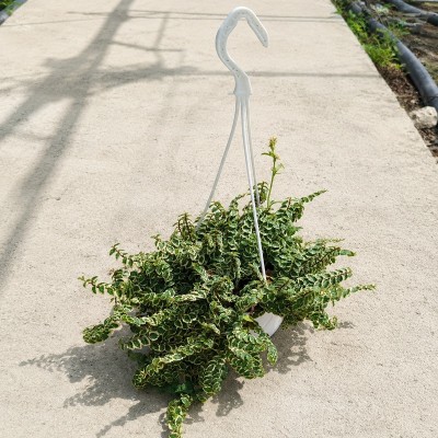 ficus pumila plant
