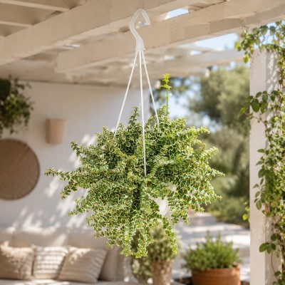 Pianta Ficus Pumila Variegato - Piante Rampicanti