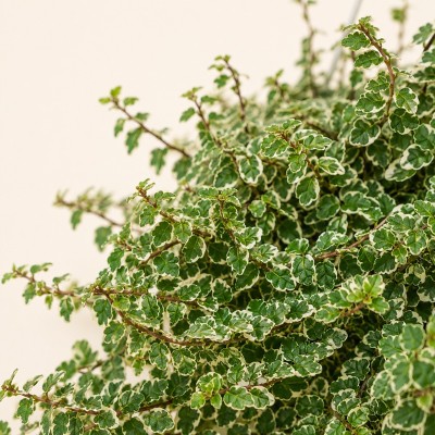 ficus pumila