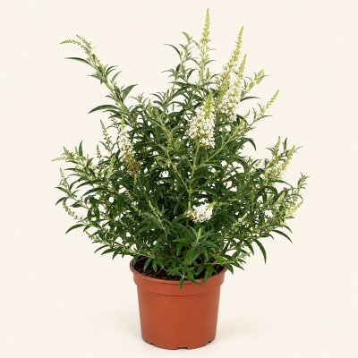 Pianta buddleja - Cespugli fioriti
