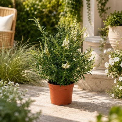 Pianta buddleja - Cespugli fioriti