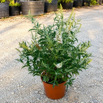 buddleja