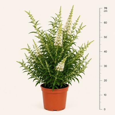 Pianta buddleja - Cespugli fioriti