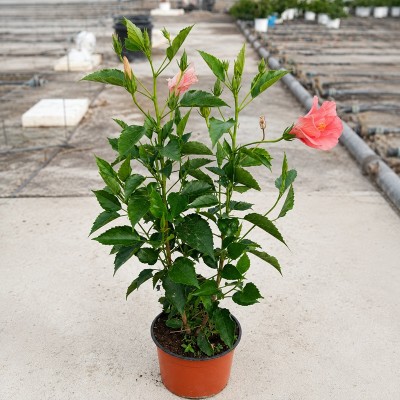 Pianta Hibiscus Rosa-Sinensis - Cespugli fioriti