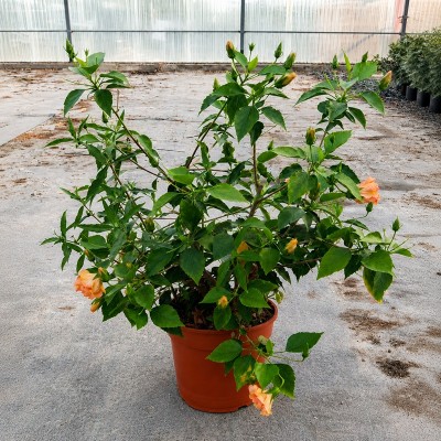 Pianta Hibiscus Rosa-Sinensis - Cespugli fioriti