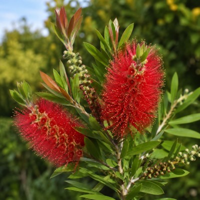 callistemon