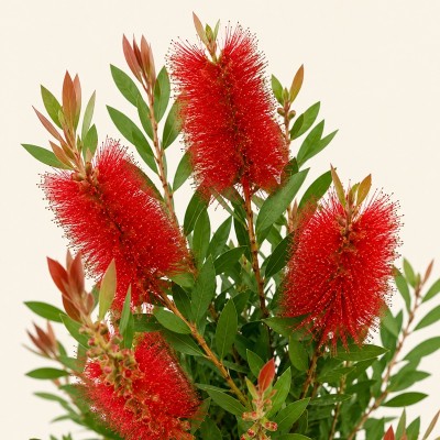 Pianta Callistemon Citrinus Splendens - Siepi da giardino