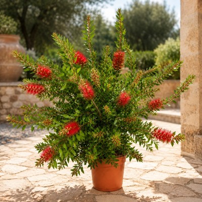 Pianta Callistemon Citrinus Splendens - Siepi da giardino