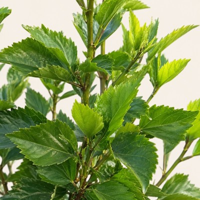 Pianta Hibiscus Rosa-Sinensis - Cespugli fioriti