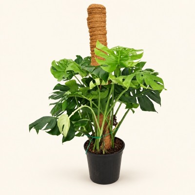 Pianta Monstera Deliciosa - Piante da interno o appartamento