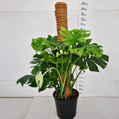 monstera deliciosa