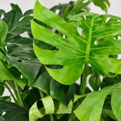 monstera deliciosa
