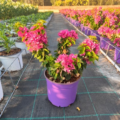 Pianta Bouganville Mini Thai - Cespugli fioriti