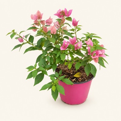 Pianta Bougainvillea Barbara Karst - Cespugli fioriti