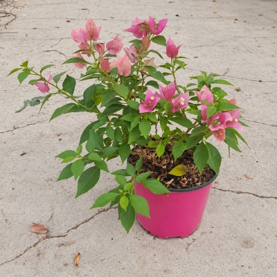 Pianta Bougainvillea Barbara Karst - Cespugli fioriti