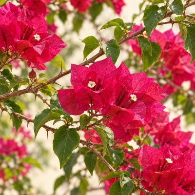 pianta bougainvillea