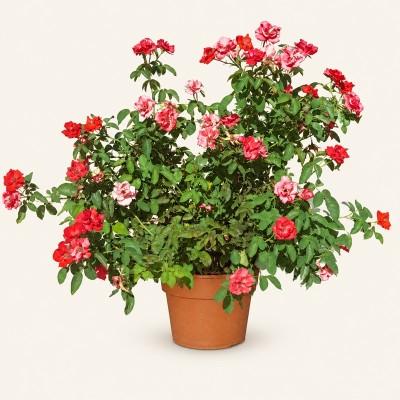 rosa