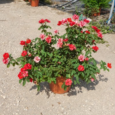 Rosa Senza Spine Michele Cantatore - Cespugli fioriti