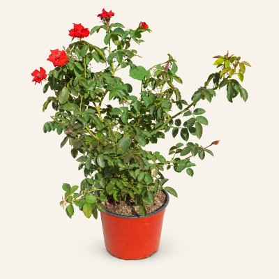 Rosa Senza Spine Michele Cantatore - Cespugli fioriti