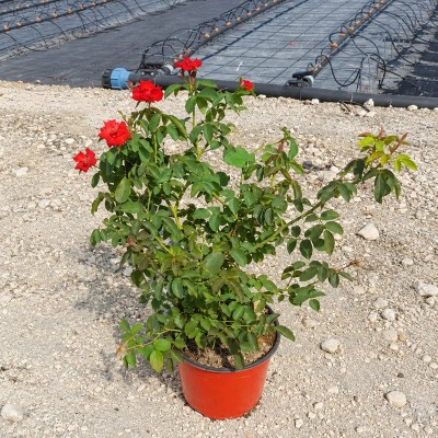 Rosa Senza Spine Michele Cantatore - Cespugli fioriti
