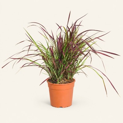 imperata cylindrica