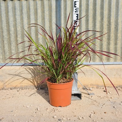 Pianta Imperata Cylindrica Red Baron - Graminacee