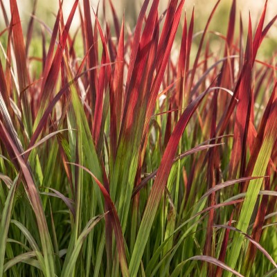 imperata cylindrica japanese blood grass