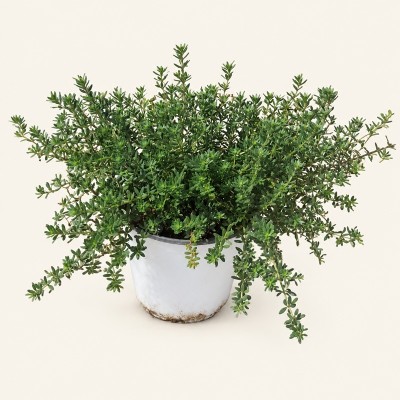 Westringia