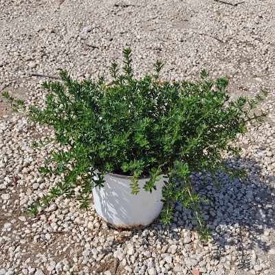 Pianta Westringia Fruticosa - Cespugli fioriti