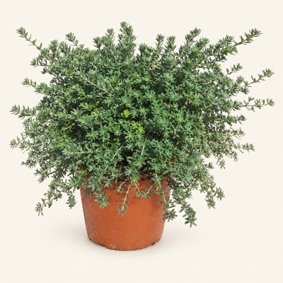 Pianta Westringia Fruticosa - Cespugli fioriti