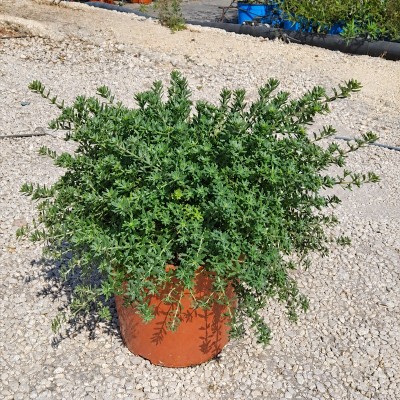 Pianta Westringia Fruticosa - Cespugli fioriti