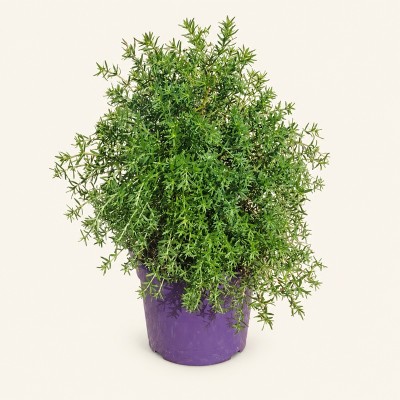Pianta Westringia Fruticosa - Cespugli fioriti