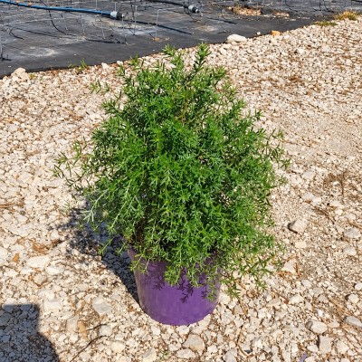 Pianta Westringia Fruticosa - Cespugli fioriti