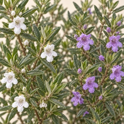 Pianta Westringia Fruticosa - Cespugli fioriti
