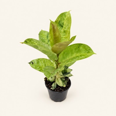 Pianta Ficus Shivereana - Piante da interno o appartamento