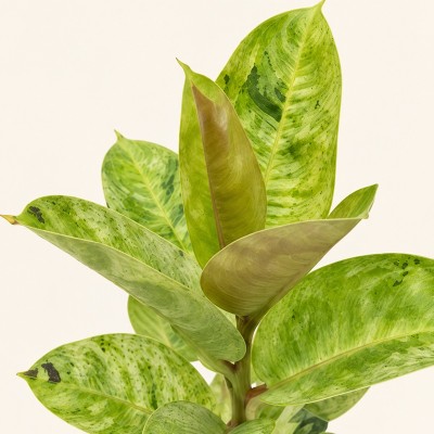 ficus